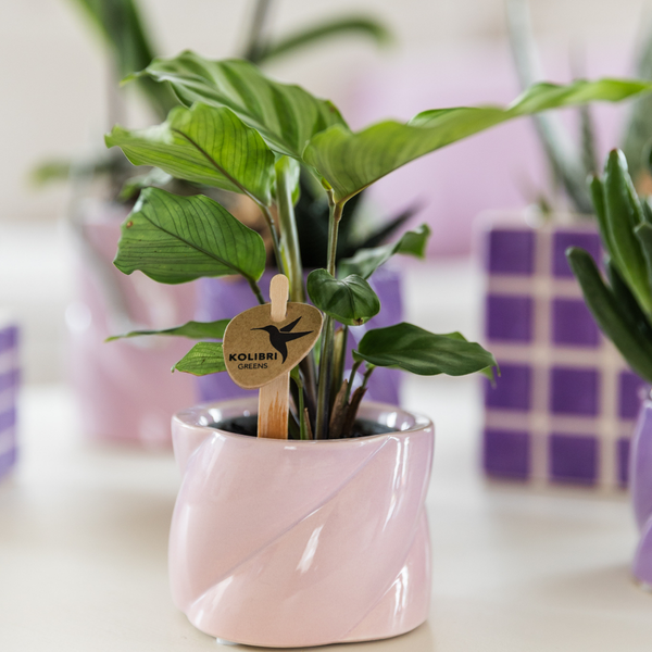 Calathea concinna ‚Freddie‘