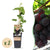 Weinrebe ‚Vanessa' – Vitis vinifera