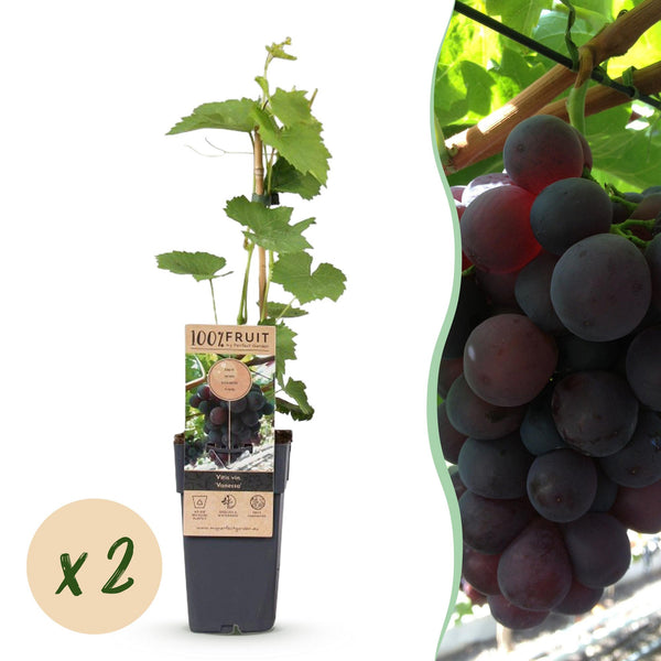 Weinrebe ‚Vanessa' – Vitis vinifera