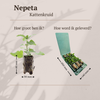 Katzenminze – Nepeta – Ansicht 7