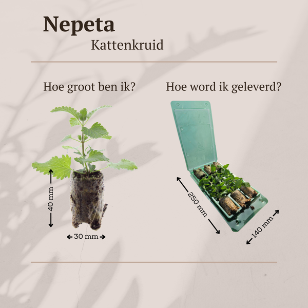 Katzenminze – Nepeta – Ansicht 7