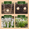 Traubenhyazinthe ‚White Magic' – Muscari aucheri – Ansicht 4