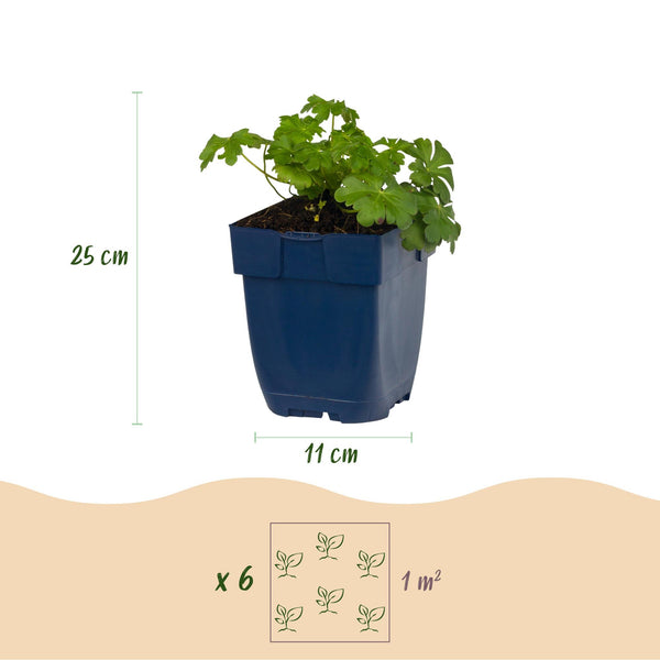 Storchschnabel ‚Cambridge' – Geranium cantabrigiense – Ansicht 3