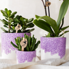 Pflanzen-Set „Bloom Purple" – Orchidee ‚Vienna' mit Grünpflanzen – Ansicht 3