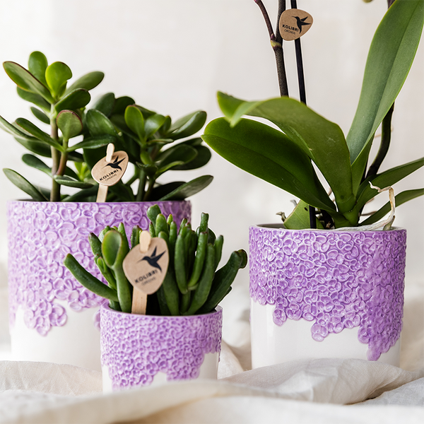 Pflanzen-Set „Bloom Purple" – Orchidee ‚Vienna' mit Grünpflanzen – Ansicht 3