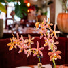 Schmetterlingsorchidee ‚Diamond Spider‘ – Phalaenopsis – Ansicht 11