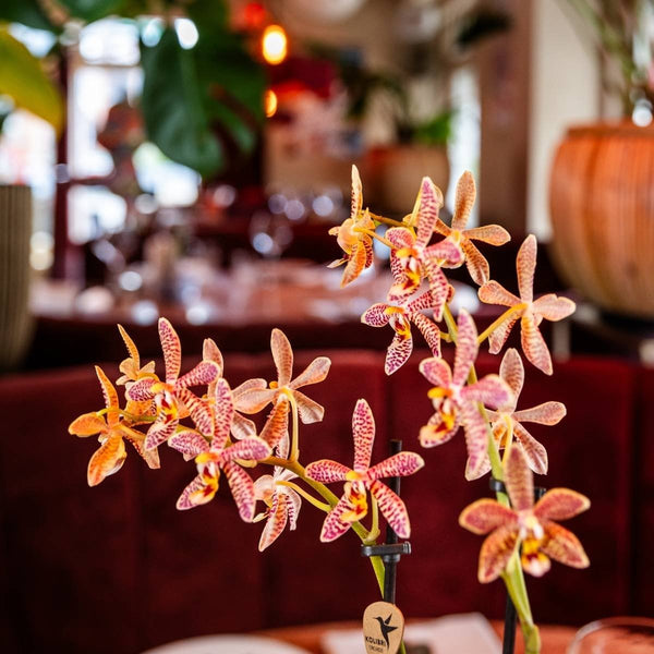 Schmetterlingsorchidee ‚Diamond Spider‘ – Phalaenopsis – Ansicht 11