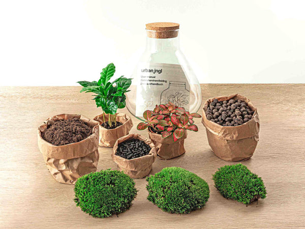 Flaschengarten-Set „Sammie Coffea“ – DIY-Terrarium mit Kaffeepflanze – Ansicht 3