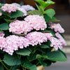 Bauernhortensie ‚Magical Revolution Pink' – Hydrangea macrophylla – Ansicht 5