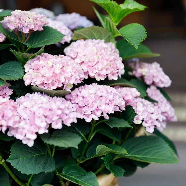 Bauernhortensie ‚Magical Revolution Pink' – Hydrangea macrophylla – Ansicht 5