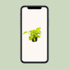 Efeutute ‚Golden Pothos' – Epipremnum aureum – Ansicht 4