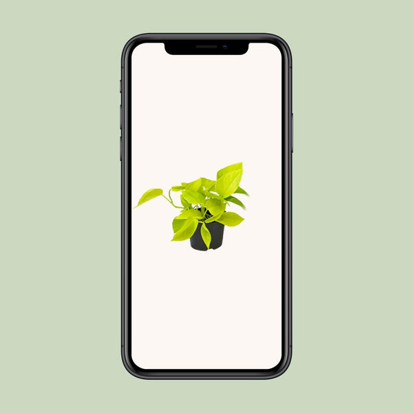 Efeutute ‚Golden Pothos' – Epipremnum aureum – Ansicht 4