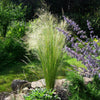 Zartes Federgras ‚Pony Tails' – Stipa tenuifolia – Ansicht 5