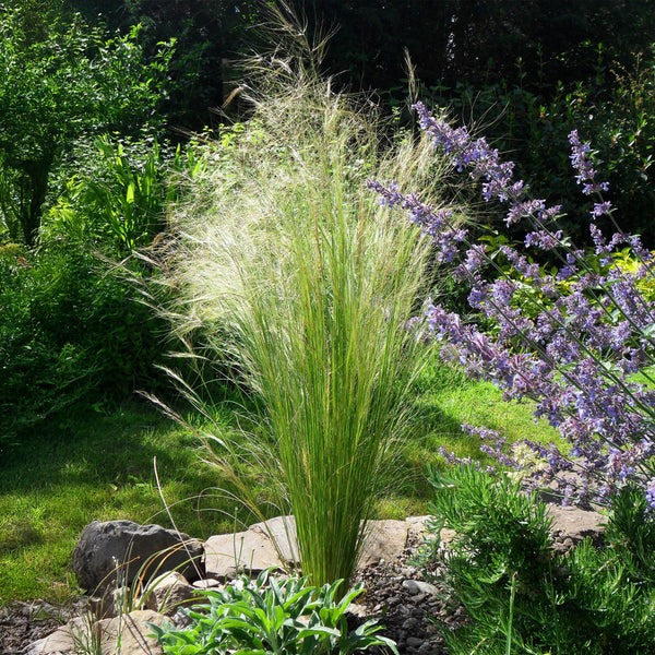 Zartes Federgras ‚Pony Tails' – Stipa tenuifolia – Ansicht 5
