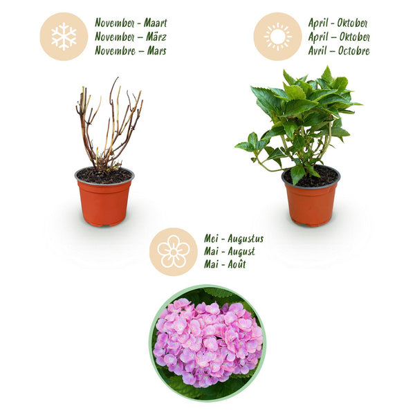 Hortensie ‚Tricolour' – Hydrangea macrophylla – Ansicht 4