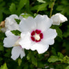 Garteneibisch ‚Red Heart' – Hibiscus syriacus – Ansicht 5
