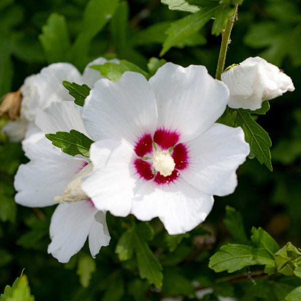 Garteneibisch ‚Red Heart' – Hibiscus syriacus – Ansicht 5