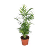 Bergpalme – Chamaedorea elegans