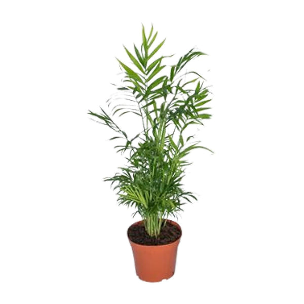 Bergpalme – Chamaedorea elegans