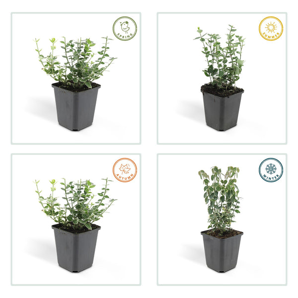 Kriechspindel ‚Emerald Gaiety' – Euonymus fortunei – Ansicht 4