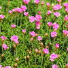 Grasnelke ‚Splendens' – Armeria maritima – Ansicht 8