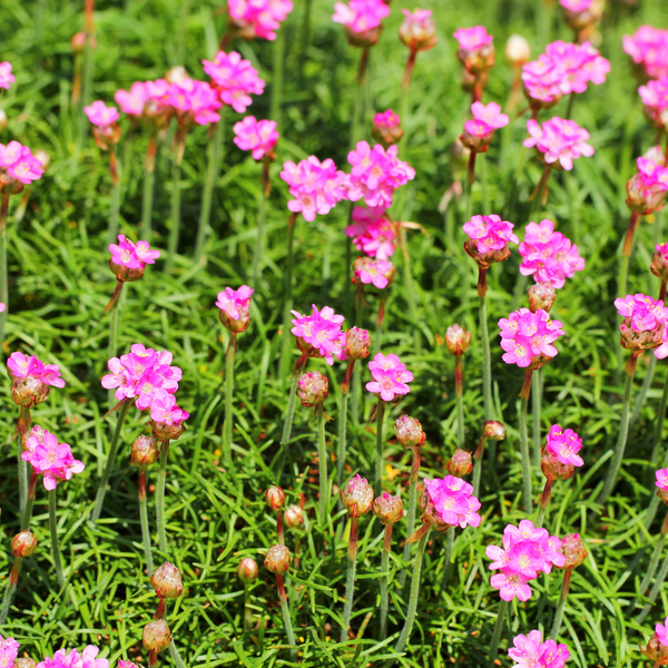 Grasnelke ‚Splendens' – Armeria maritima – Ansicht 8