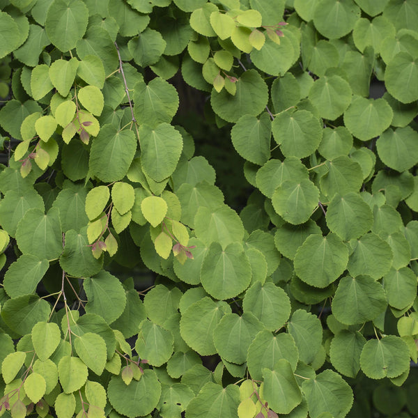 Katsurabaum – Cercidiphyllum japonicum – Ansicht 5