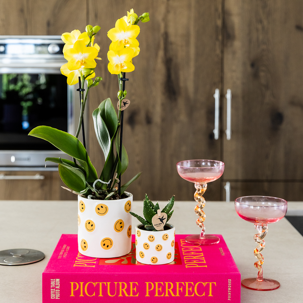 Pflanzen-Set „Smiley" – Orchidee ‚Albenga' mit Sukkulente – Ansicht 3