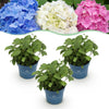 Hortensien-Set „Endless Summer" – Blau, Rosa und Weiß