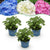 Hortensien-Set „Endless Summer" – Blau, Rosa und Weiß