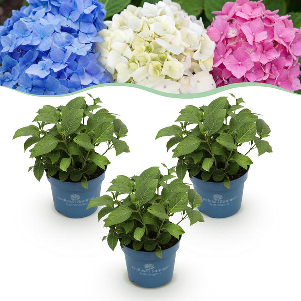 Hortensien-Set „Endless Summer" – Blau, Rosa und Weiß
