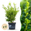 Buchsbaum ‚Babylon Beauty' – Buxus sempervirens