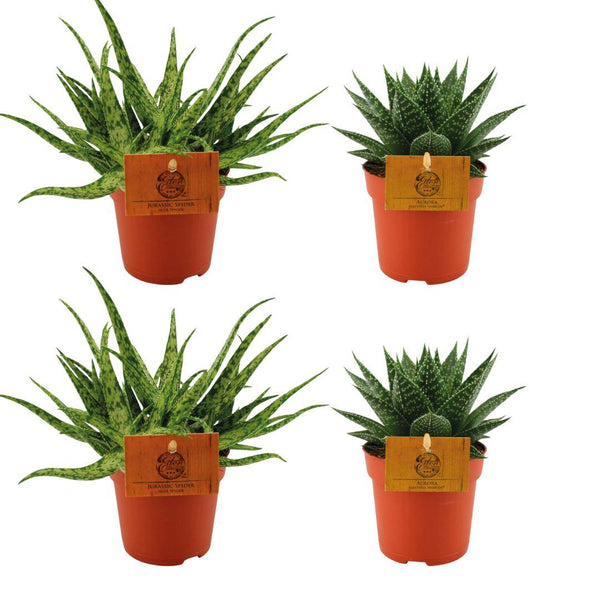 Sukkulenten-Set „Aloe & Gasteria" – 2× Aloe Spider, 2× Gasteria Aurora