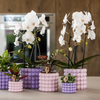 Orchidee ‚Niagara Falls' – Phalaenopsis – Ansicht 5