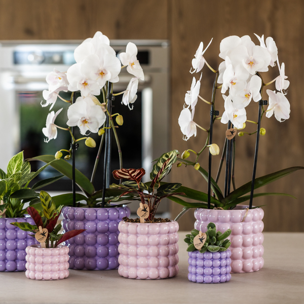 Orchidee ‚Niagara Falls' – Phalaenopsis – Ansicht 5
