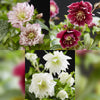 Lenzrose ‚Double Tricolour' – Helleborus orientalis – Ansicht 4