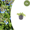 Kaukasus-Beinwell ‚Wisley Blue' – Symphytum grandiflorum – 6 Stück