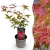 Fächerahorn ‚Beni-maiko' – Acer palmatum – Ø 12 cm · 35 cm, Standard