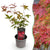 Fächerahorn ‚Beni-maiko' – Acer palmatum – Ø 12 cm · 35 cm, Standard