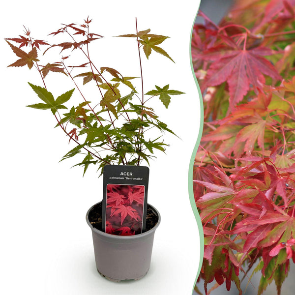 Fächerahorn ‚Beni-maiko' – Acer palmatum – Ø 12 cm · 35 cm, Standard