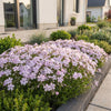 Polster-Phlox ‚Benita' – Phlox subulata – Ansicht 6