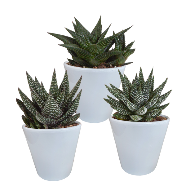 Sukkulenten-Set „Gasteria & Haworthia-Mix" – Gasterien und Haworthien – Ansicht 7