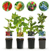 Obst-Set „Beerenmix