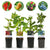 Obst-Set „Beerenmix
