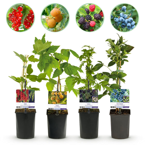 Obst-Set „Beerenmix
