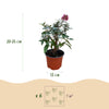 Schmetterlingsstrauch ‚Butterfly Candy Little Ruby' – Buddleja davidii – Ansicht 3