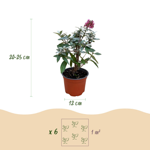 Schmetterlingsstrauch ‚Butterfly Candy Little Ruby' – Buddleja davidii – Ansicht 3