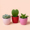 Pflanzen-Set „Love“ – 3 Sukkulenten mit Mini-Topf