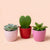Pflanzen-Set „Love“ – 3 Sukkulenten mit Mini-Topf