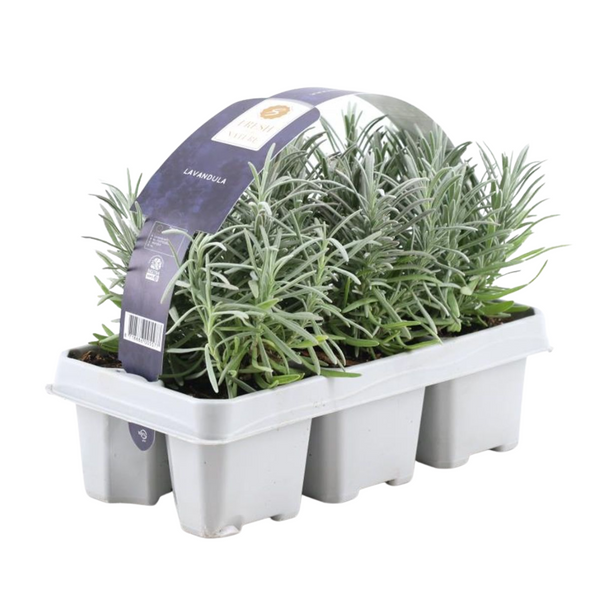 Lavendel – Lavandula angustifolia – Ansicht 3